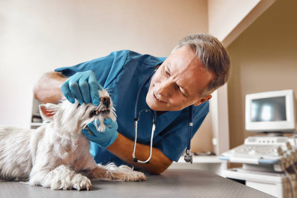 Best Emergency Denture Repair in Nixon, PA